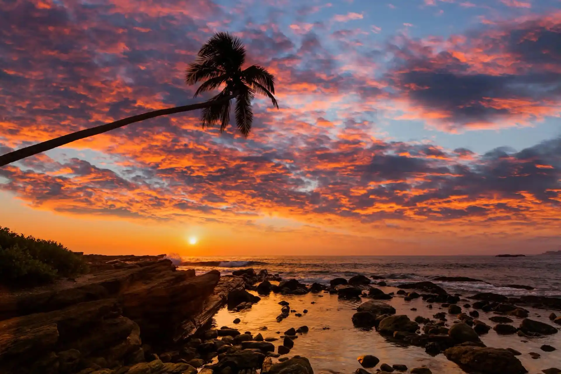 A vibrant pink and orange sunset over a rocky Noosa beach on the Sunshine Coast, featuring a leaning palm tree—the inspiration for the Sol Seeker premium souvenir collection.